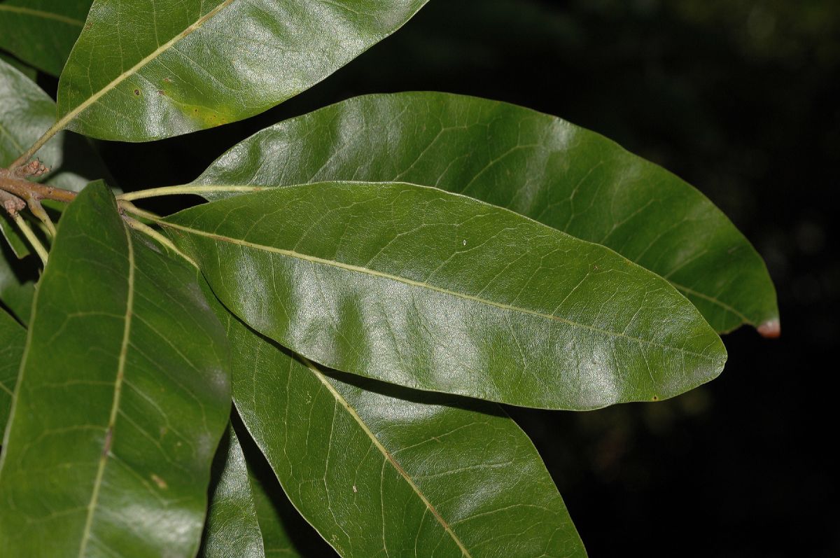Fagaceae Quercus imbricaria