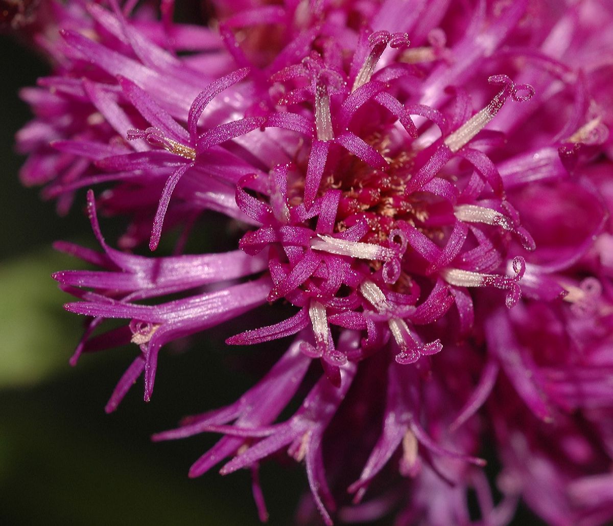 Asteraceae Vernonia 