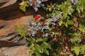 image of Berberis aquifolium