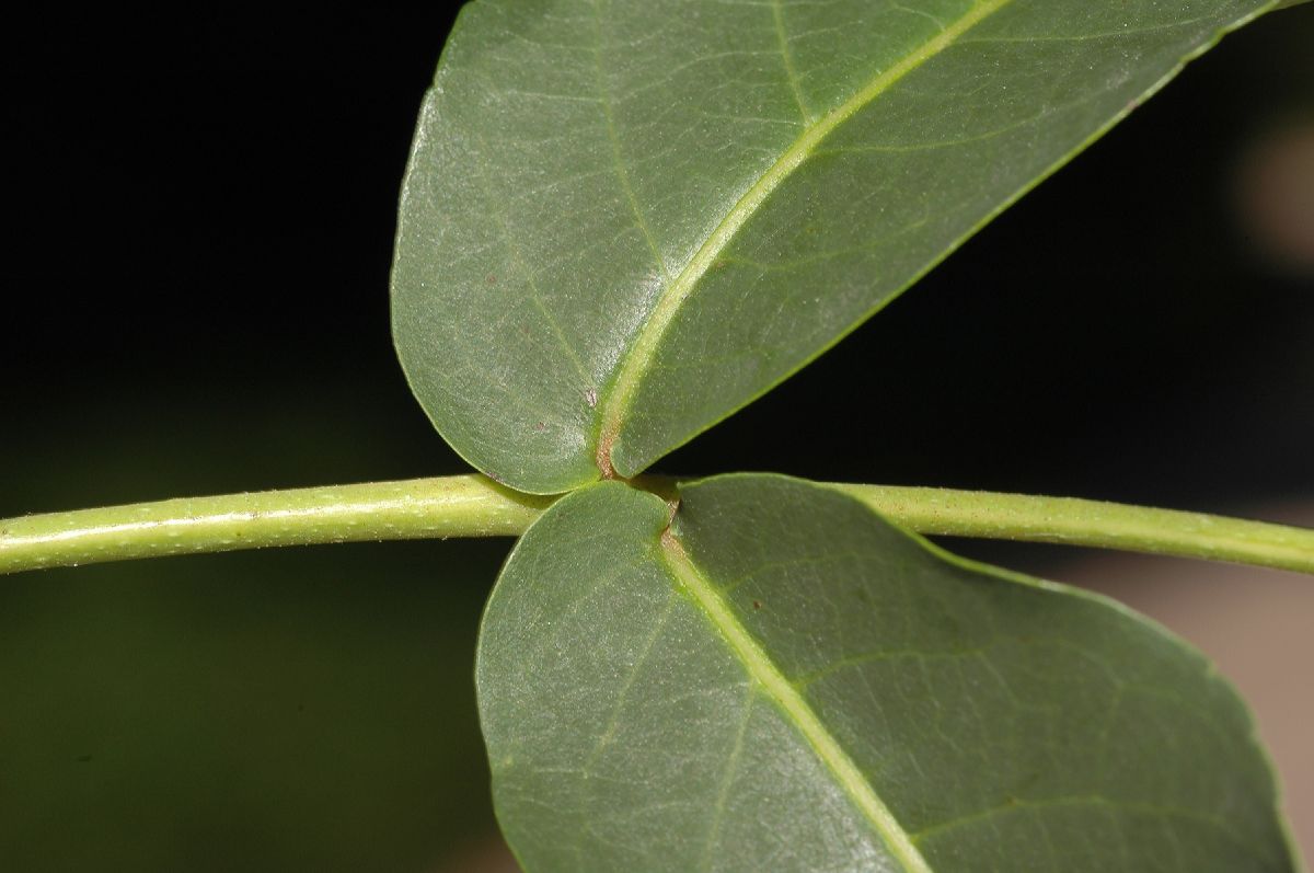 Juglandaceae Pterocarya fraxinifolia