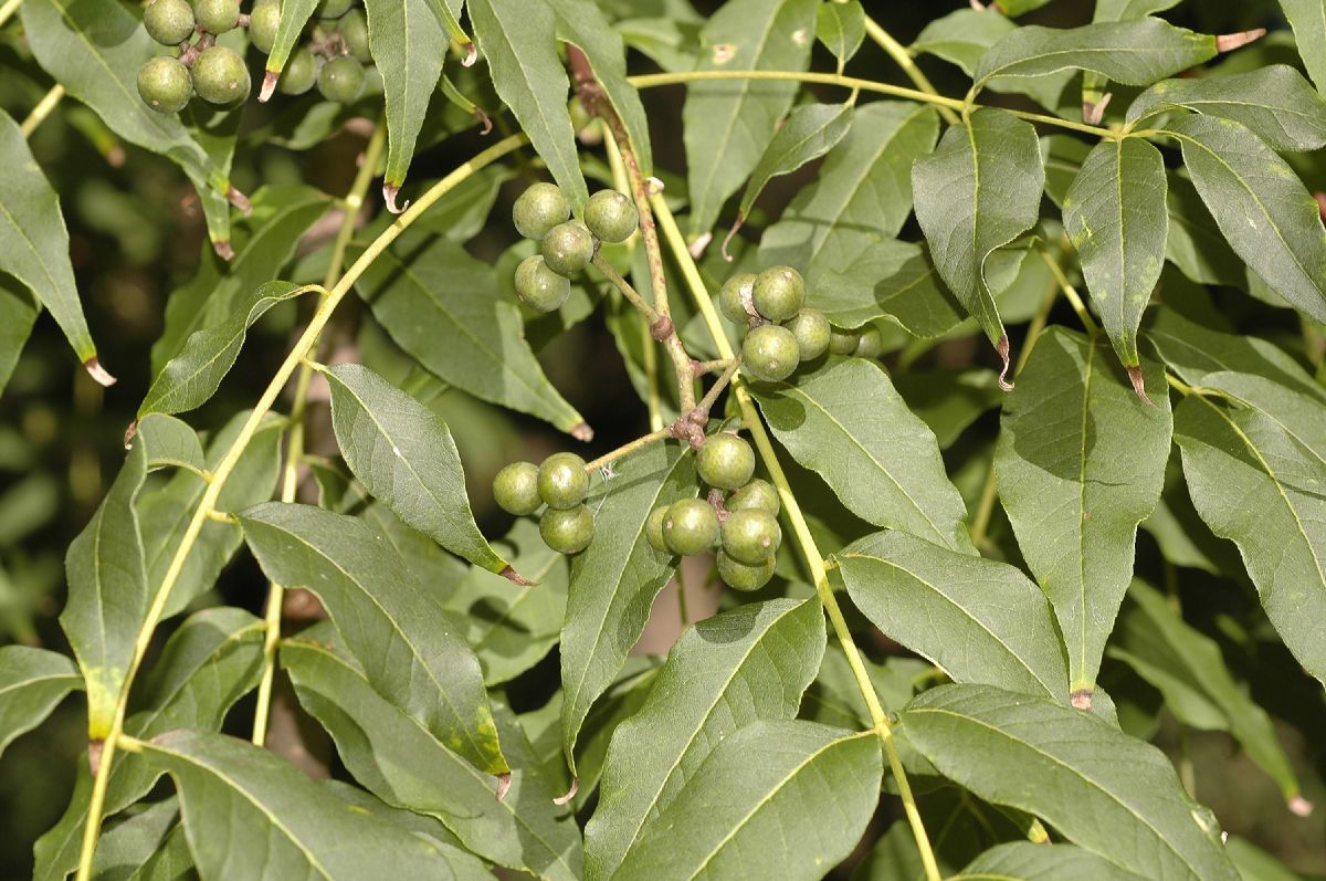 Rutaceae Phellodendron 