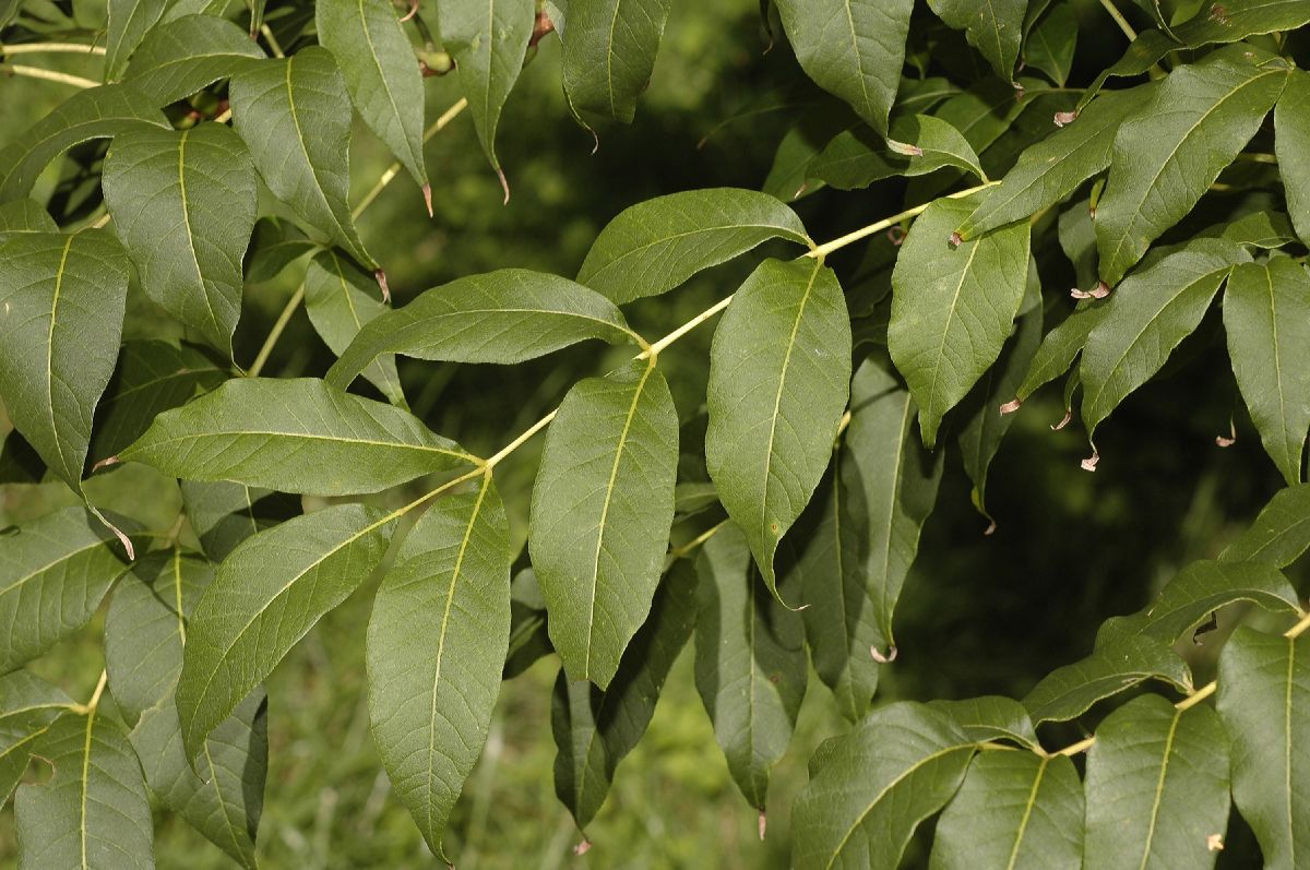 Rutaceae Phellodendron 