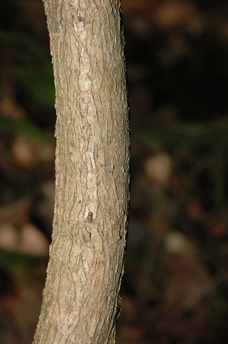 Aceraceae Acer spicatum