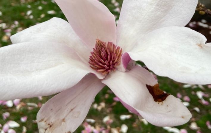 Magnoliaceae Magnolia soulangeana