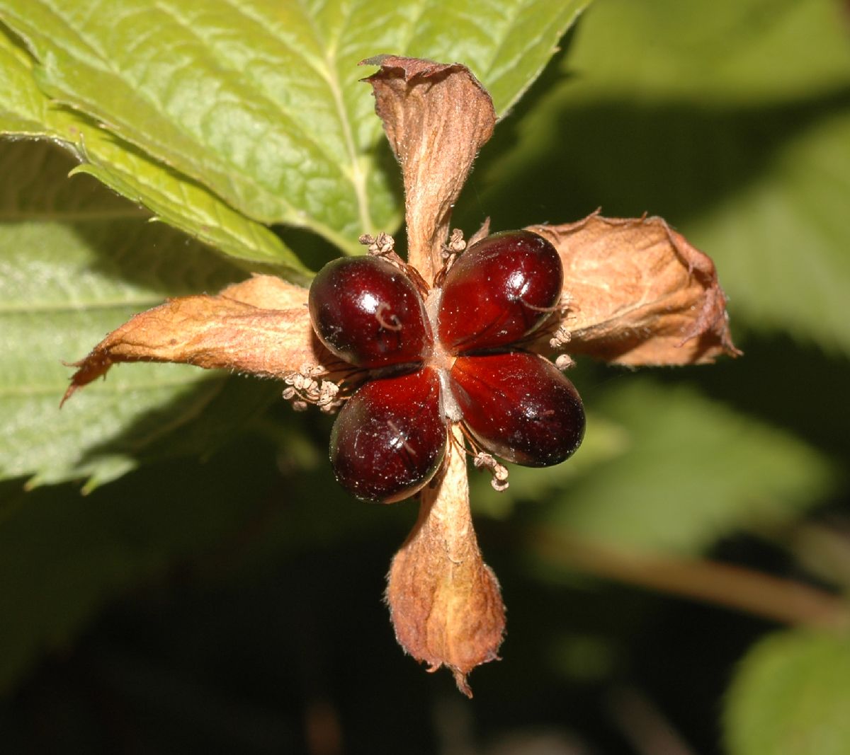 Rosaceae Rhodotypos 