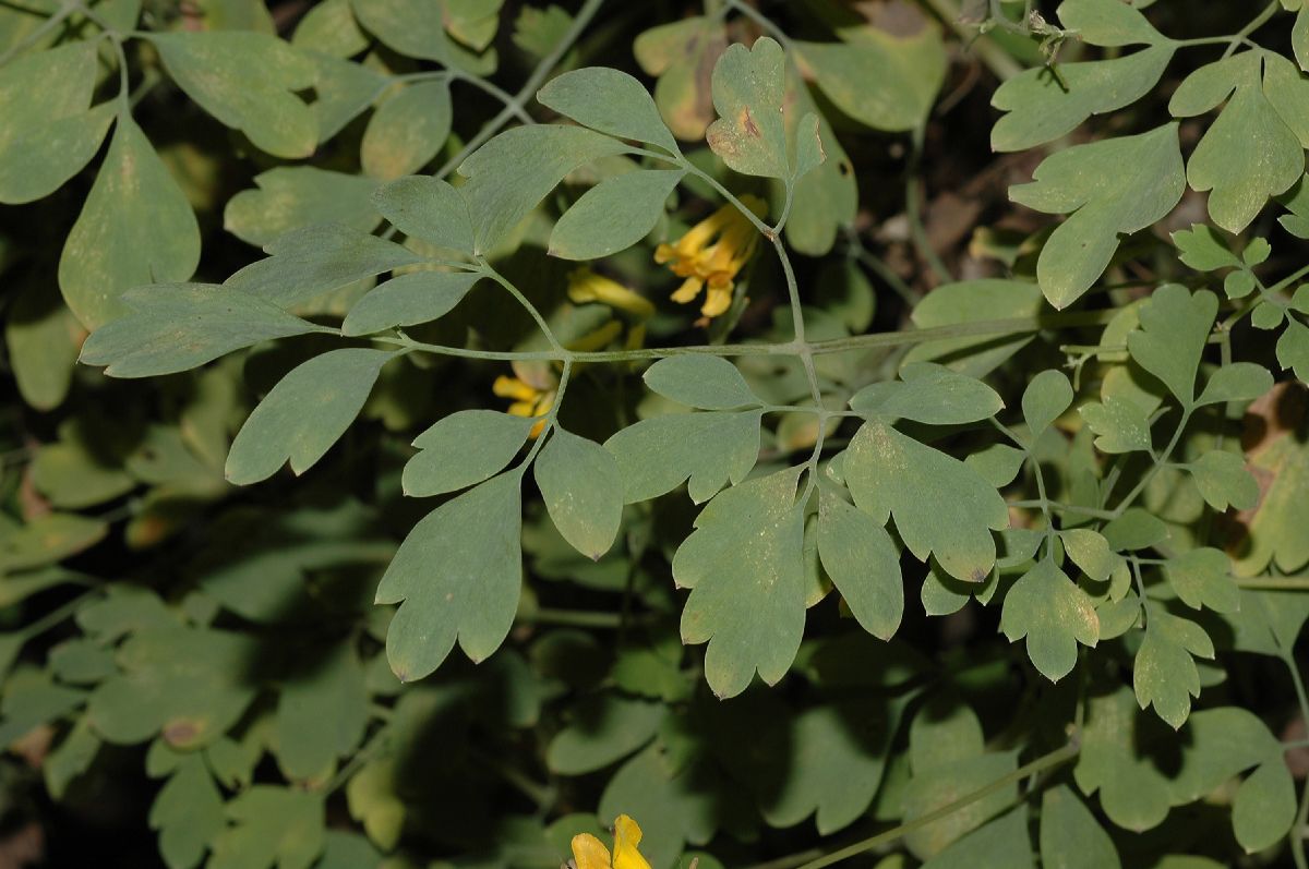 Papaveraceae Corydalis 