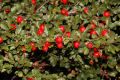 image of Cotoneaster 