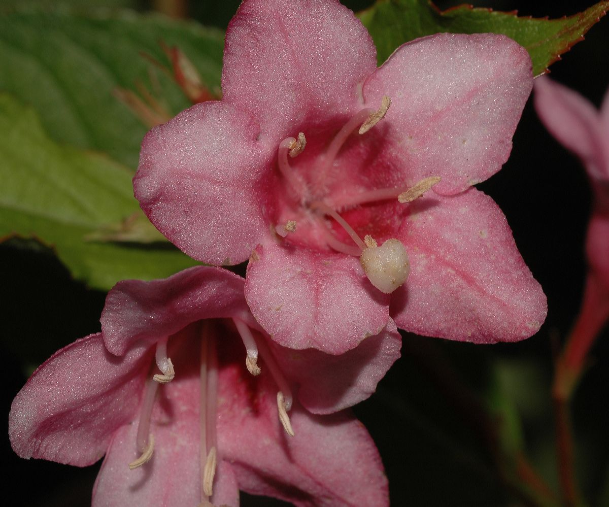 Diervillaceae Weigela florida