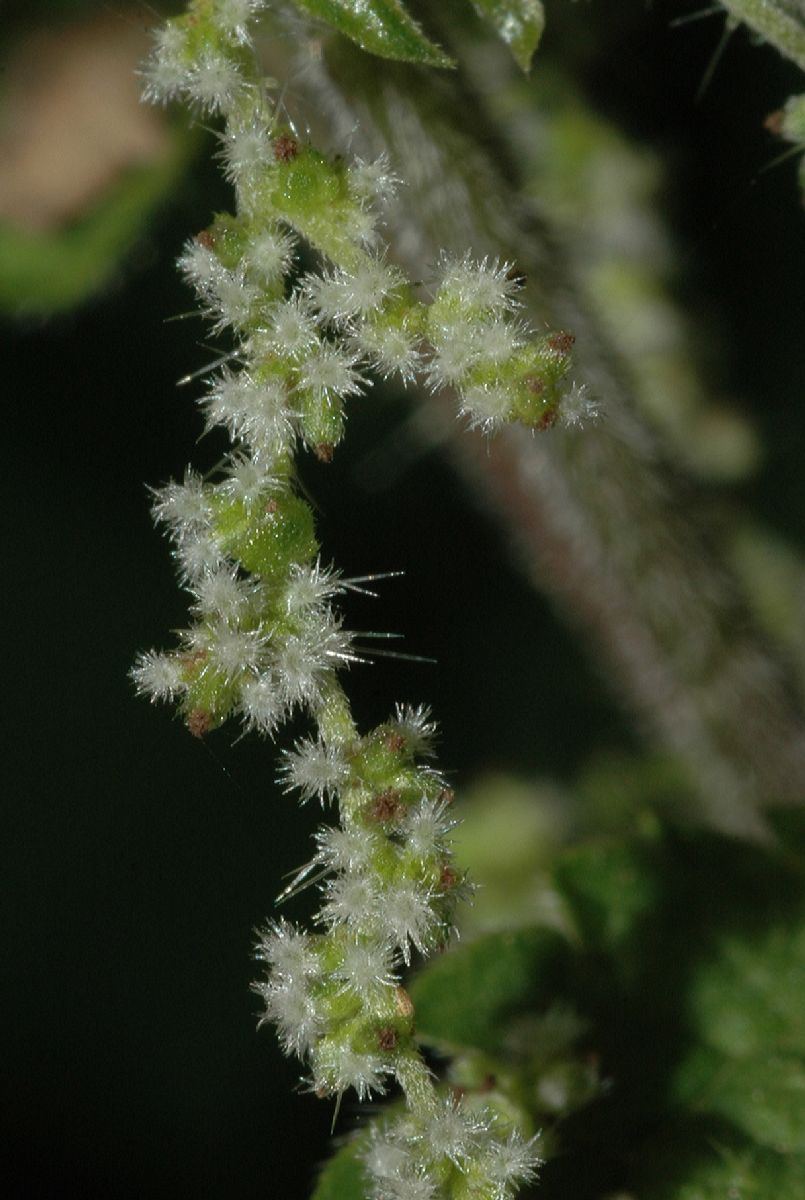 Urticaceae Urtica dioica