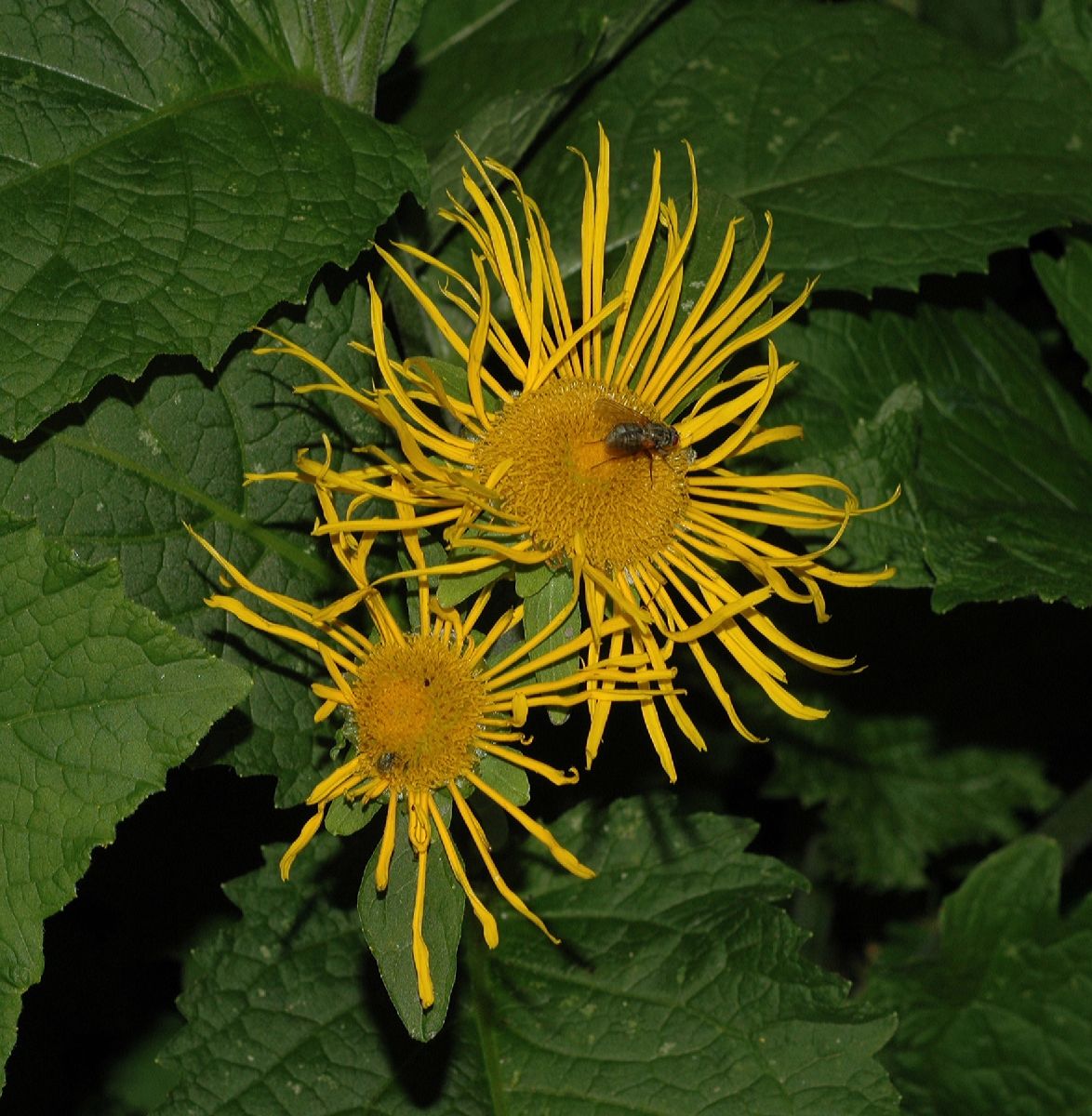Asteraceae Doronicum 