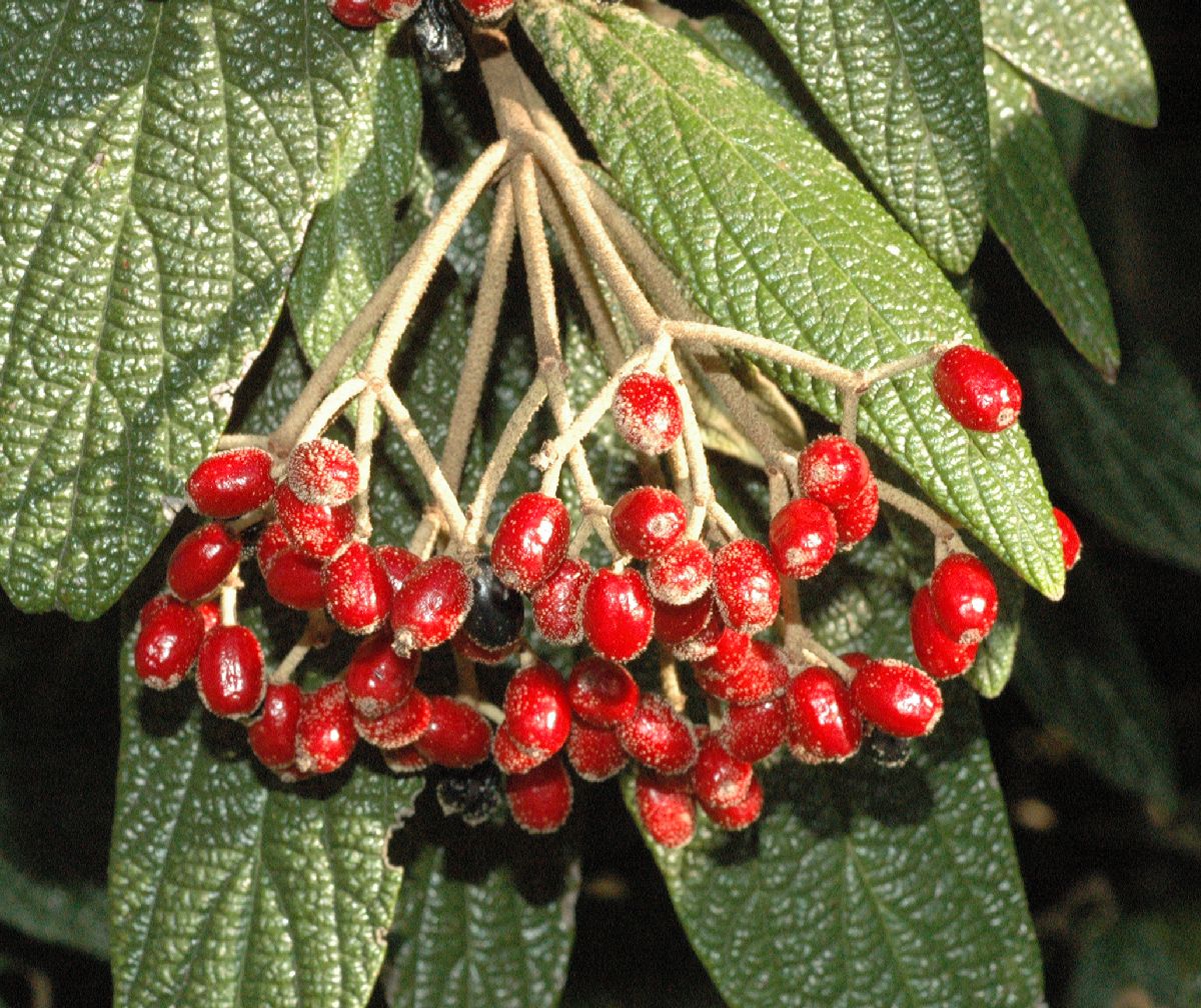 Adoxaceae Viburnum rhytidophyllum