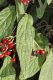 image of Viburnum rhytidophyllum