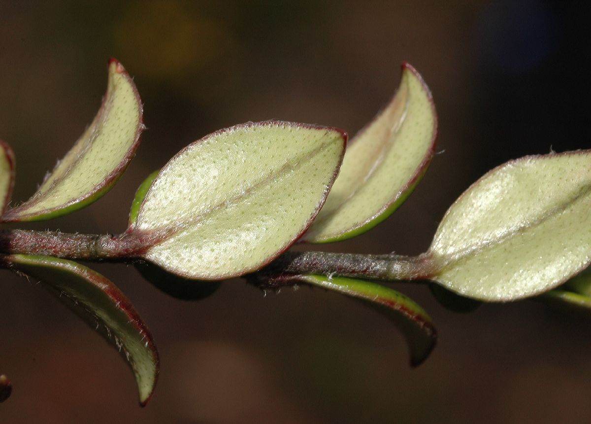 Myrtaceae Ugni myricoides