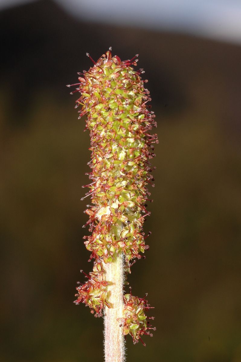 Rosaceae Acaena cylindristachya