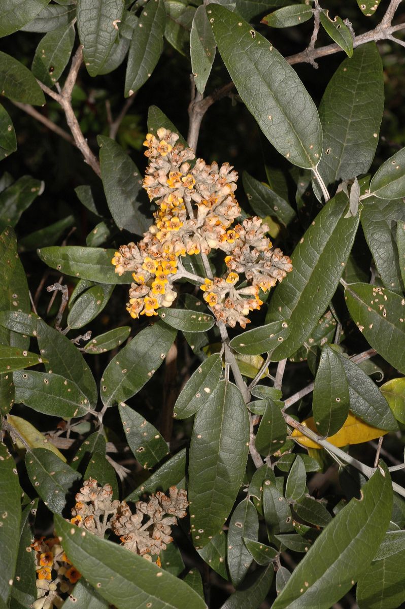 Scrophulariaceae Buddleja nitida
