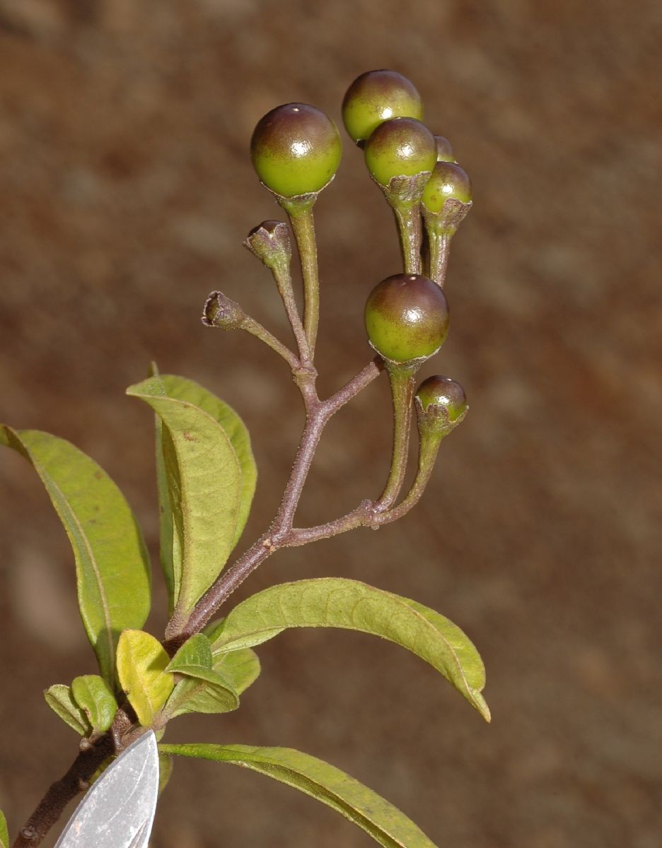Solanaceae Solanum storkii