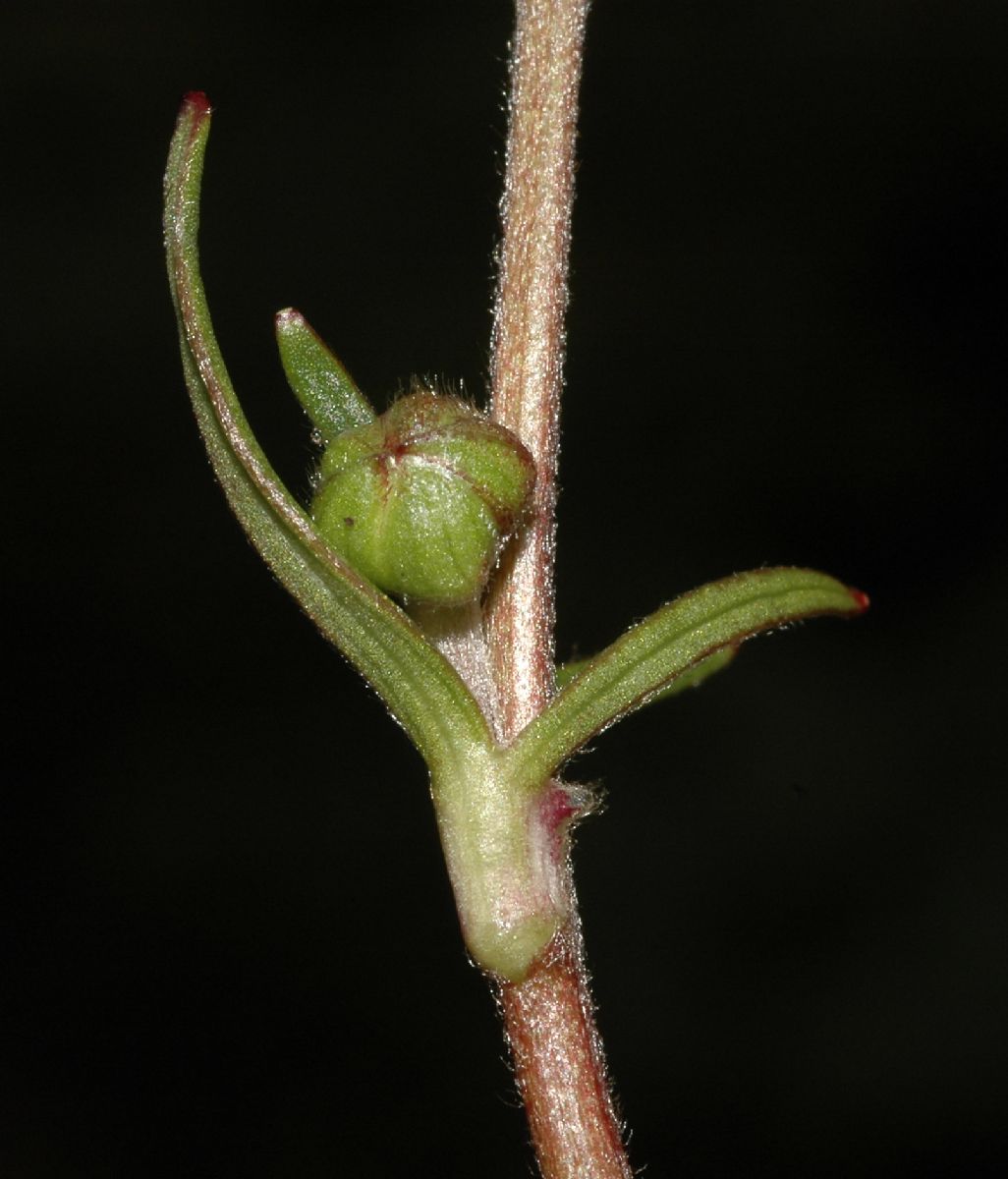 Ranunculaceae Ranunculus 