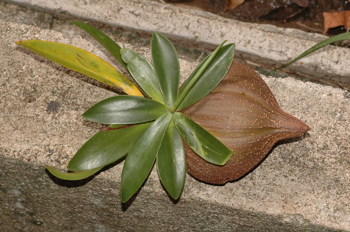 Pellicieraceae Pelliciera rhizophorae