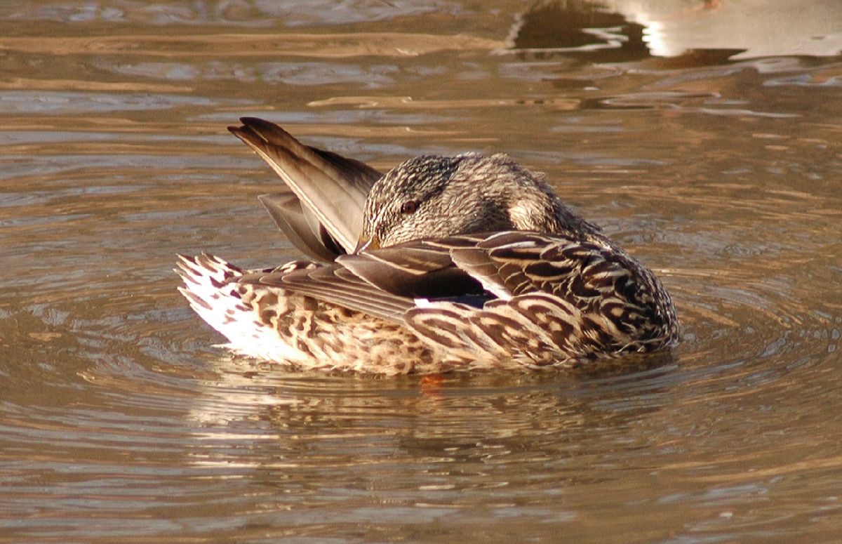 Anatidae Anas platyrhynchos