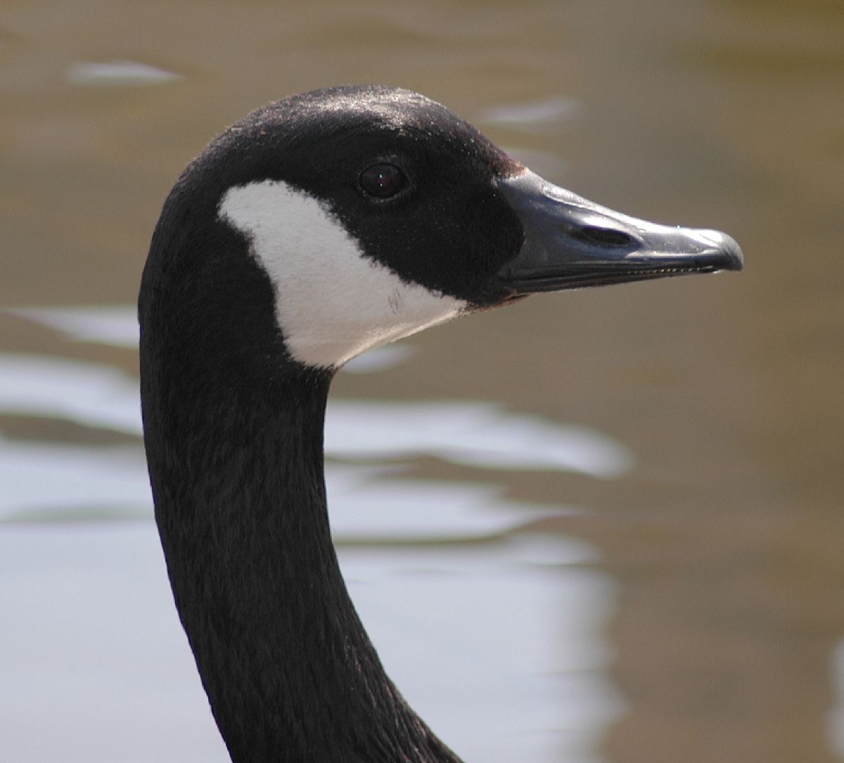 Anatidae Branta canadensis