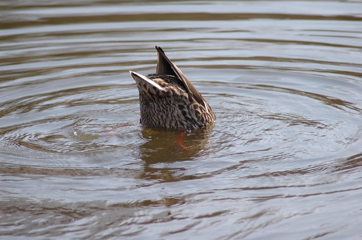 Anatidae Anas platyrhynchos