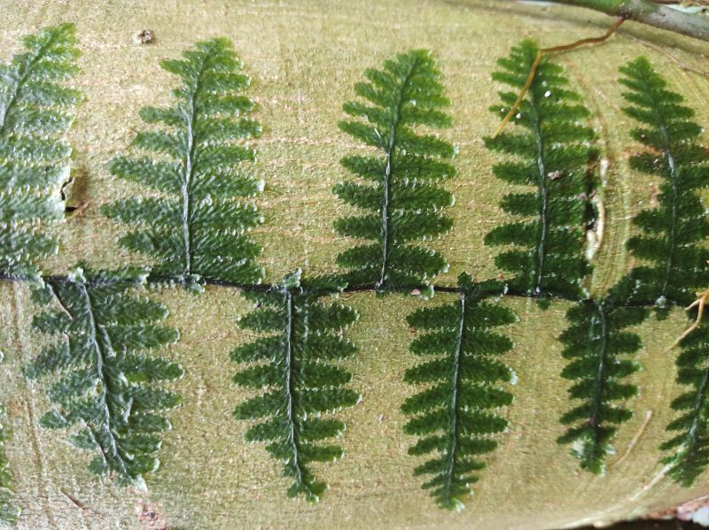 Hymenophyllaceae Trichomanes tuerckheimii