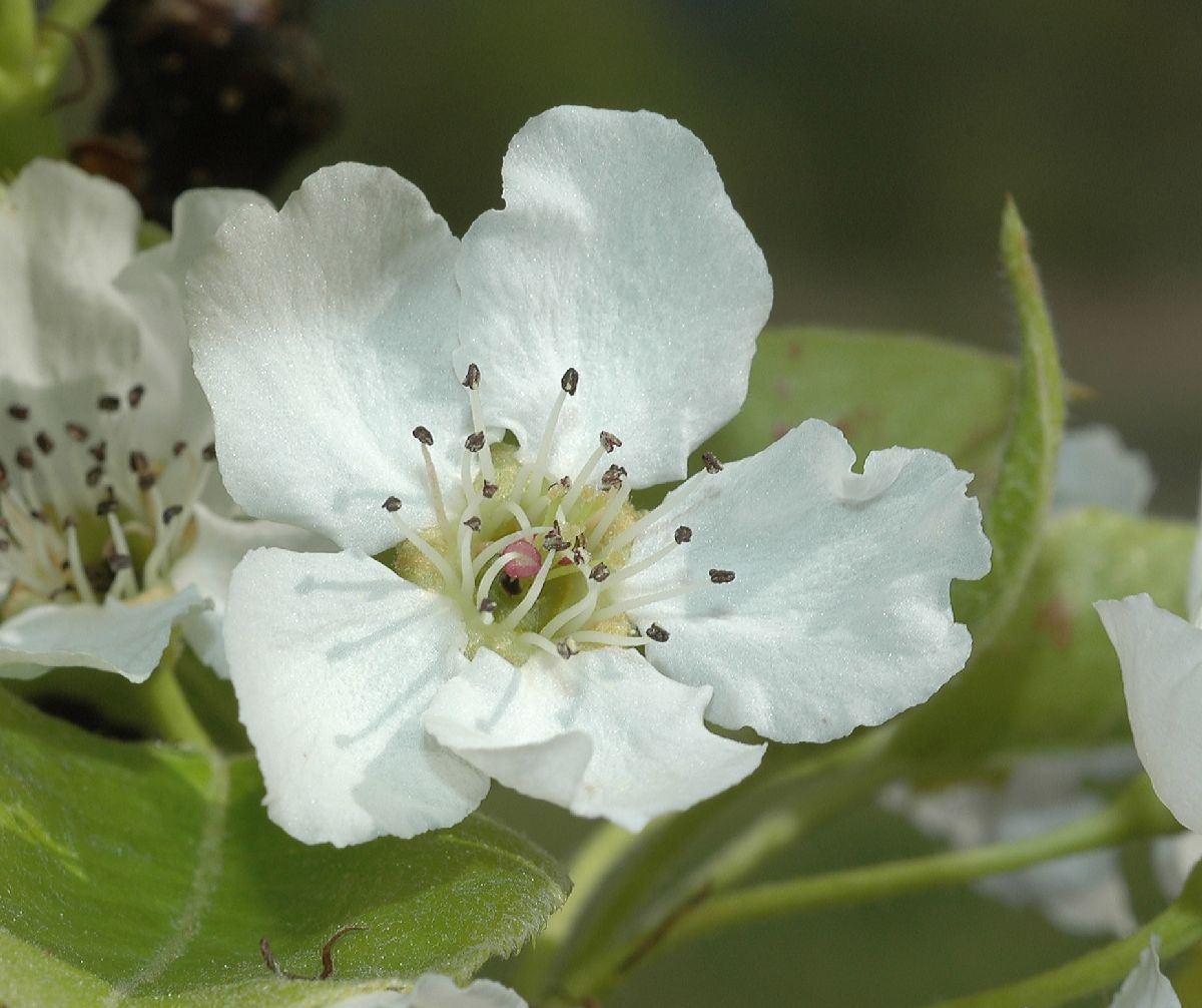 Rosaceae Pyrus pyrifolia