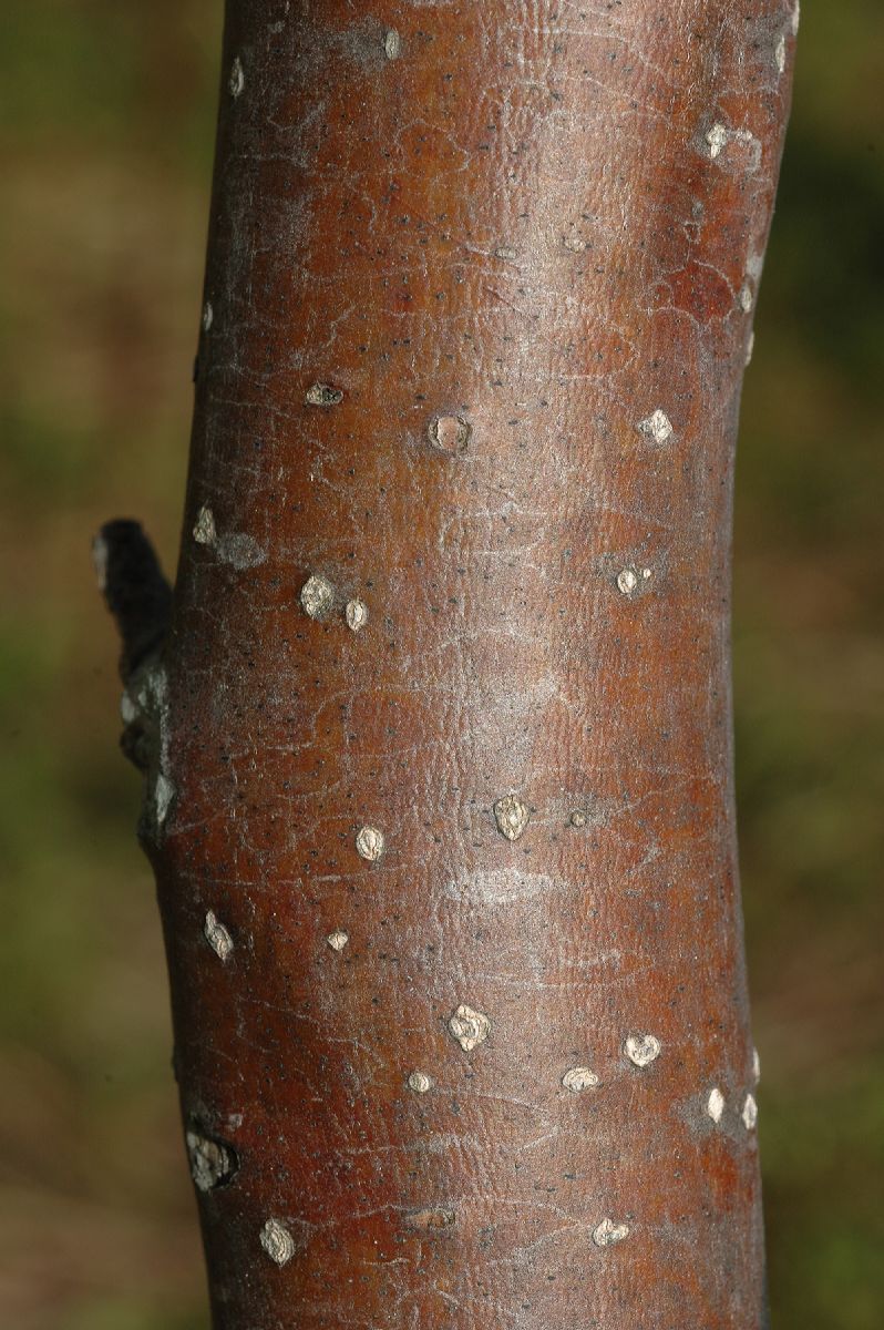 Rosaceae Pyrus pyrifolia