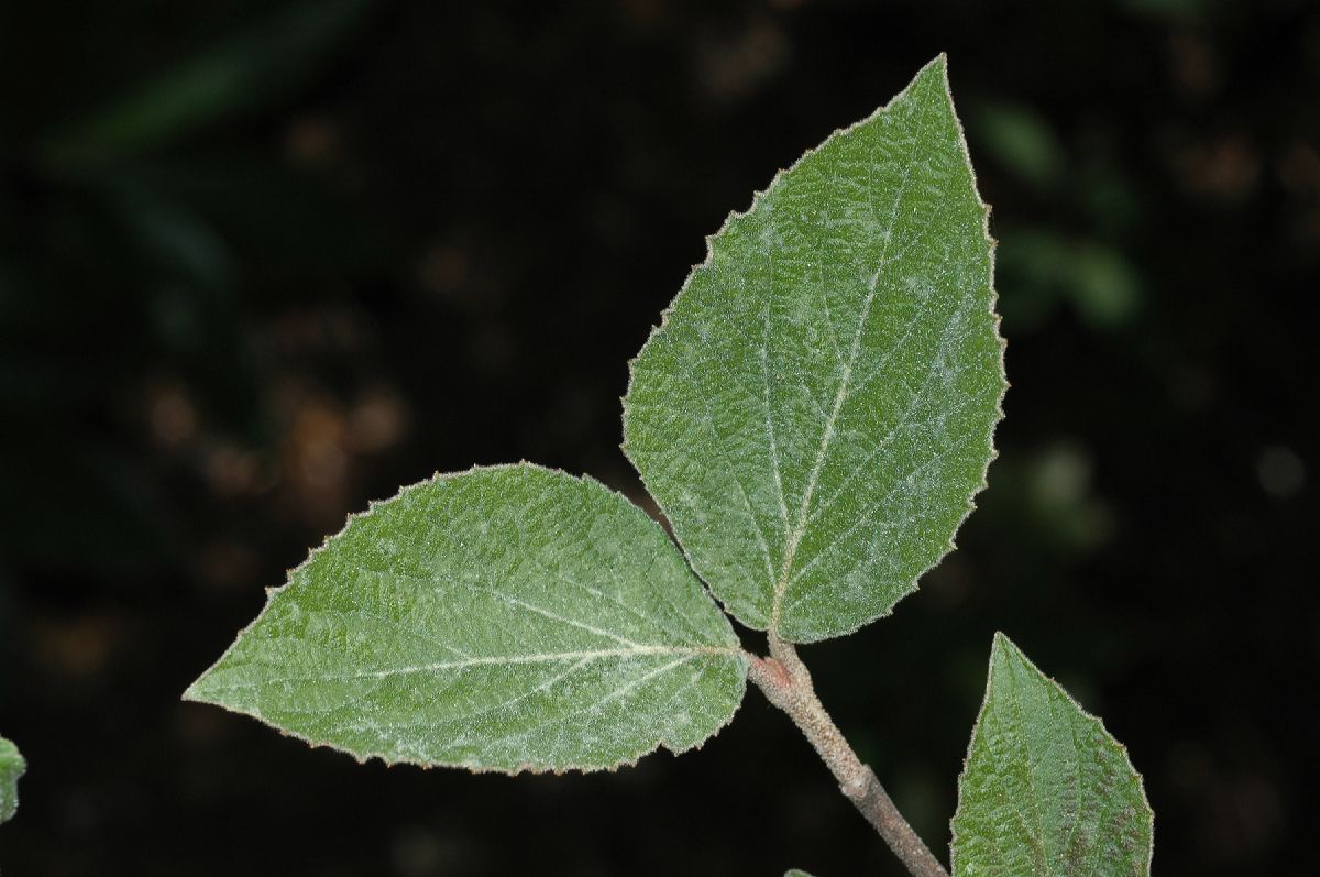 Adoxaceae Viburnum juddii