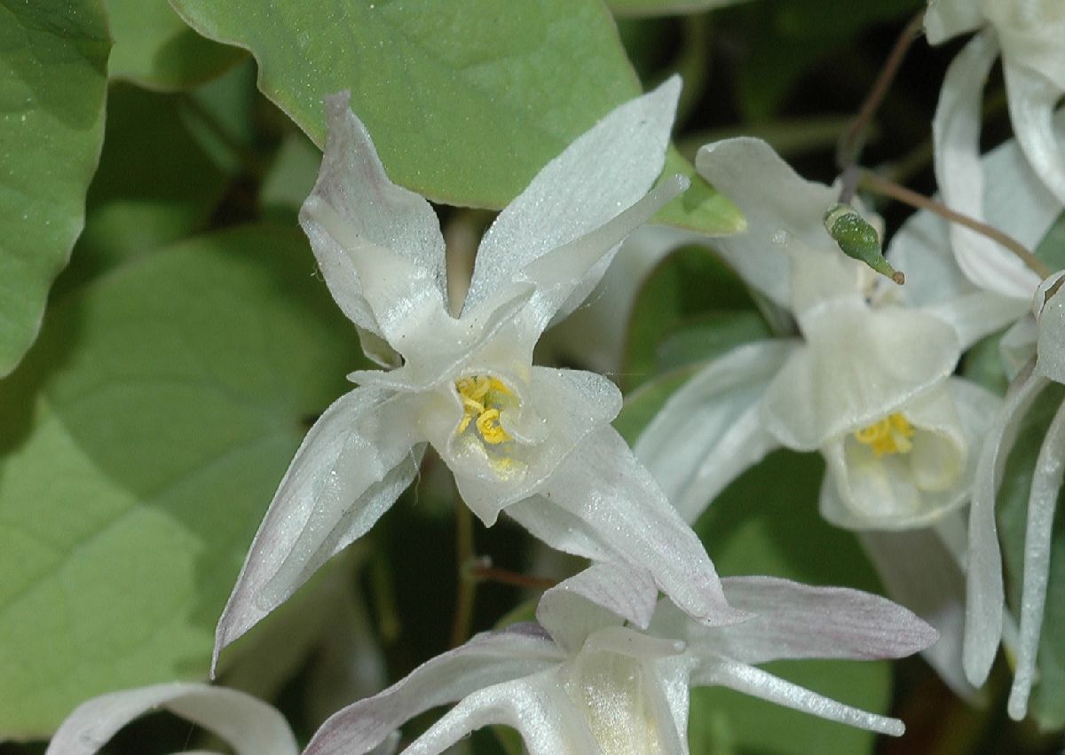 Berberidaceae Epimedium youngianum