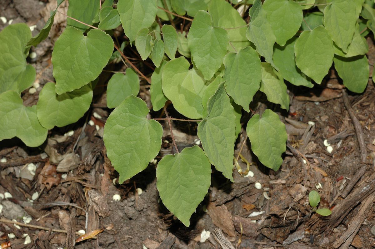 Berberidaceae Epimedium youngianum