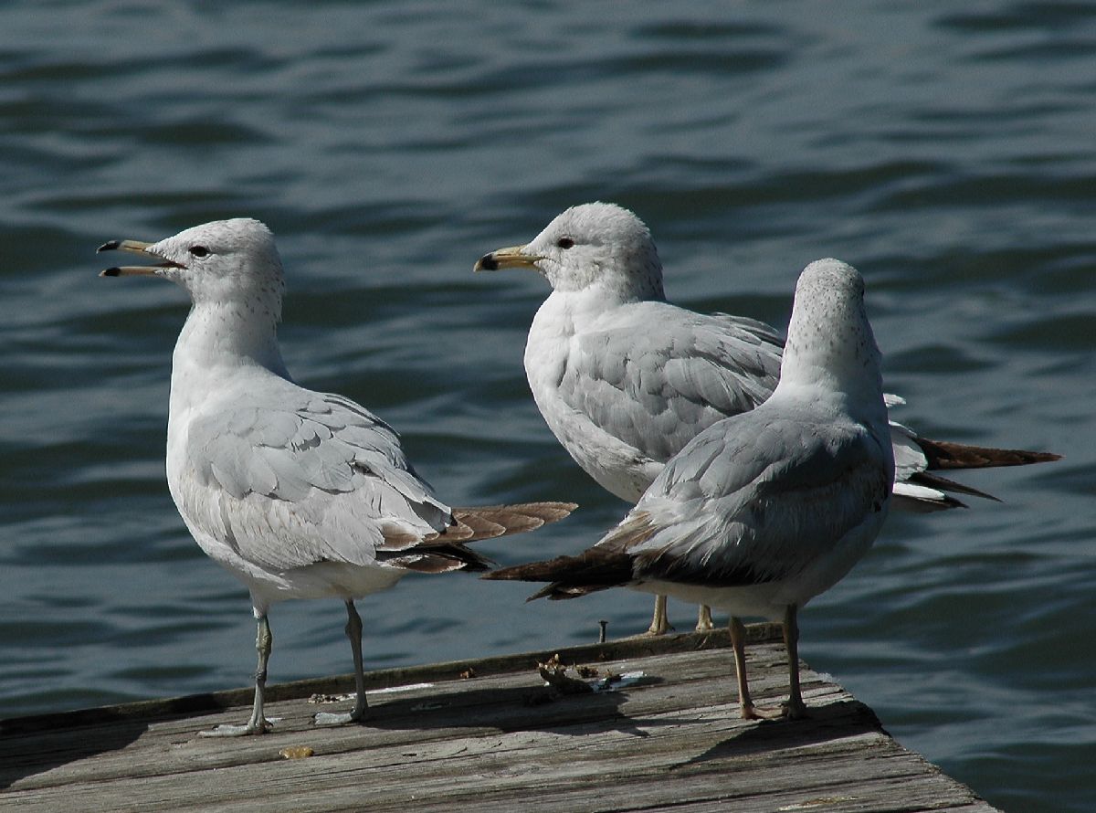 Laridae Larus delawarensis