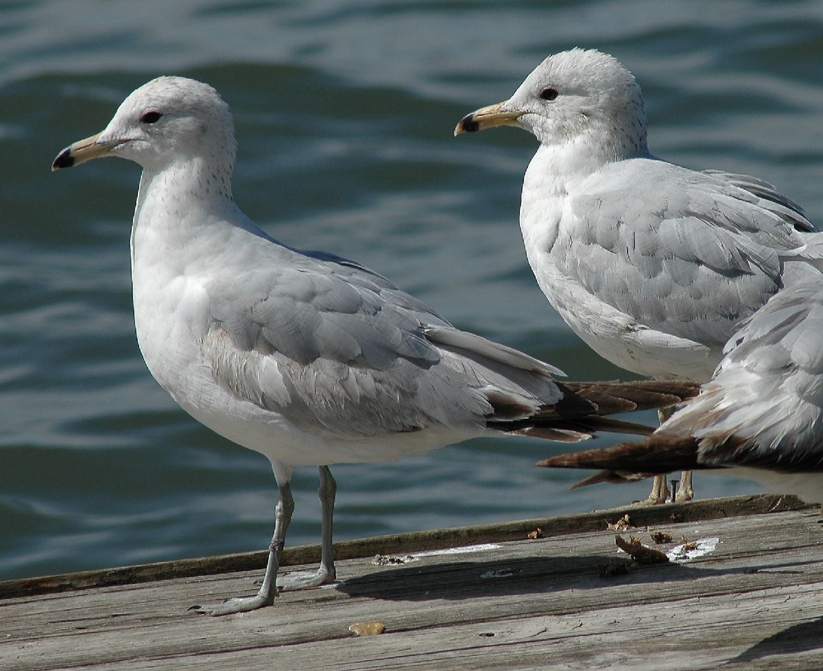 Laridae Larus delawarensis