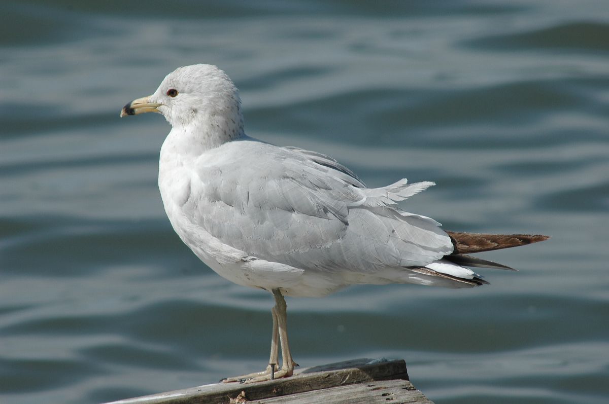 Laridae Larus delawarensis