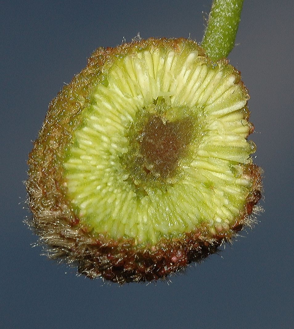 Platanaceae Platanus occidentalis