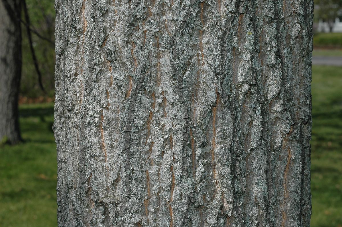 Fagaceae Quercus acutissima