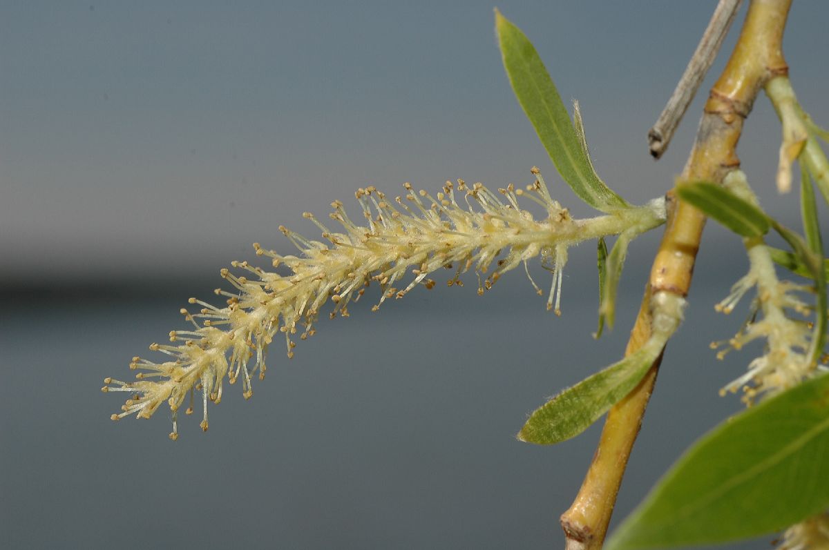 Salicaceae Salix babylonica