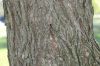 image of Salix babylonica