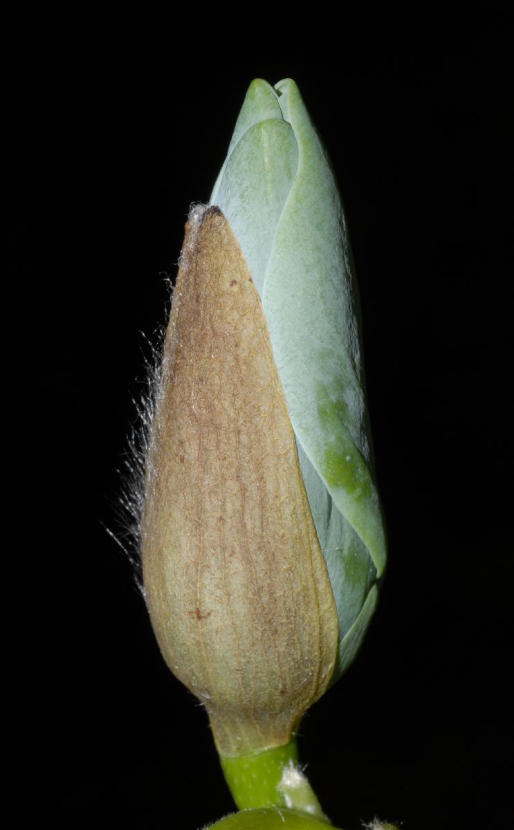 Magnoliaceae Magnolia acuminata