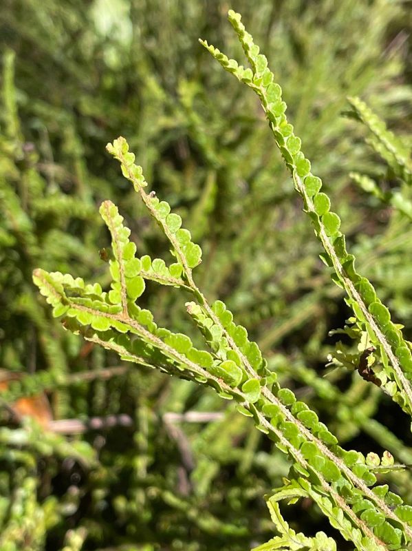 Nephrolepidaceae Nephrolepis cordifolia