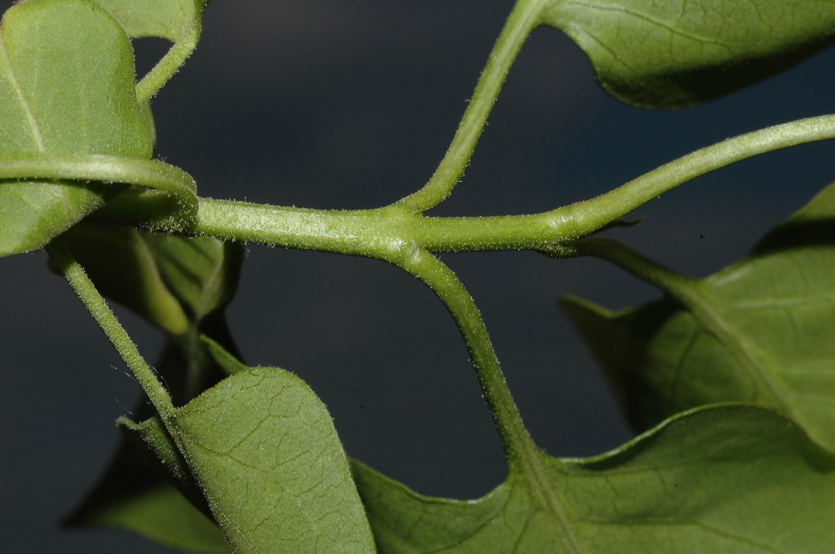 Oleaceae Syringa vulgaris