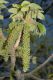 image of Juglans ailantifolia