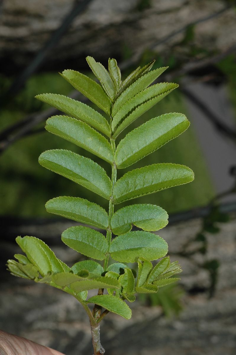 Juglandaceae Pterocarya stenoptera