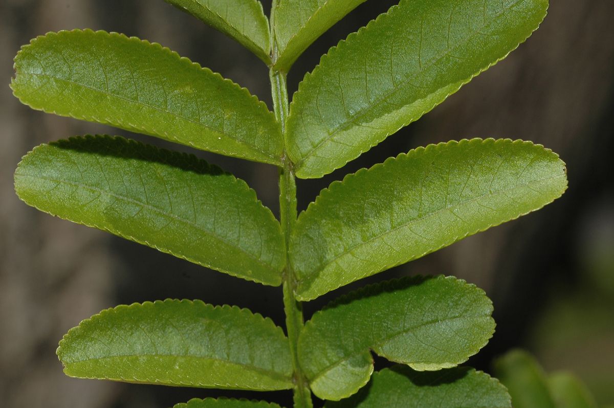 Juglandaceae Pterocarya stenoptera