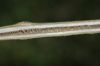 image of Pterocarya stenoptera