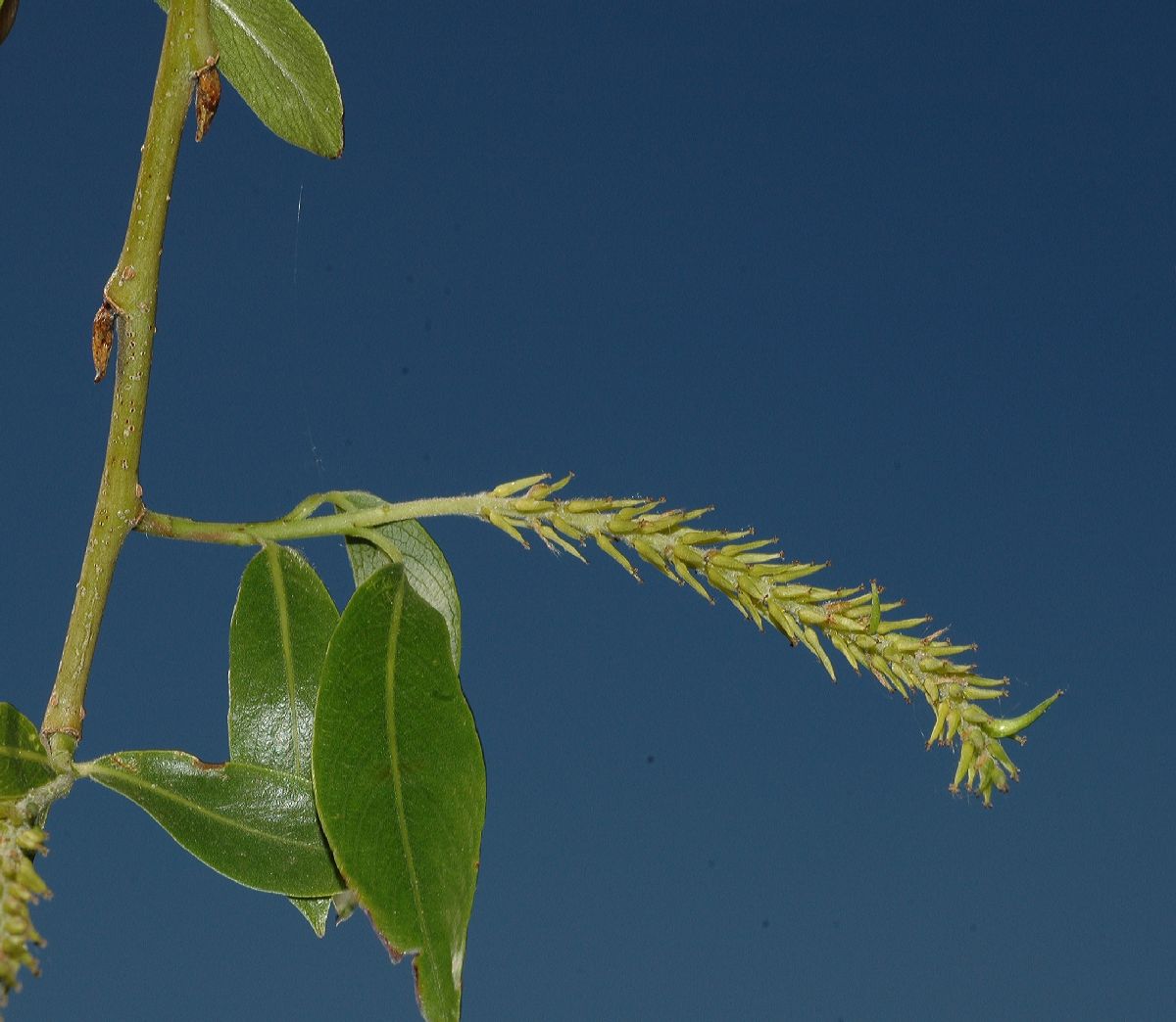 Salicaceae Salix amygdaloides