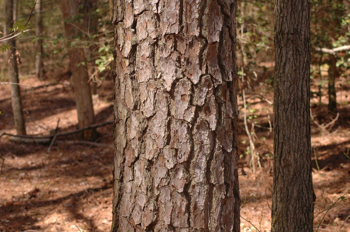 Pinaceae Pinus taeda