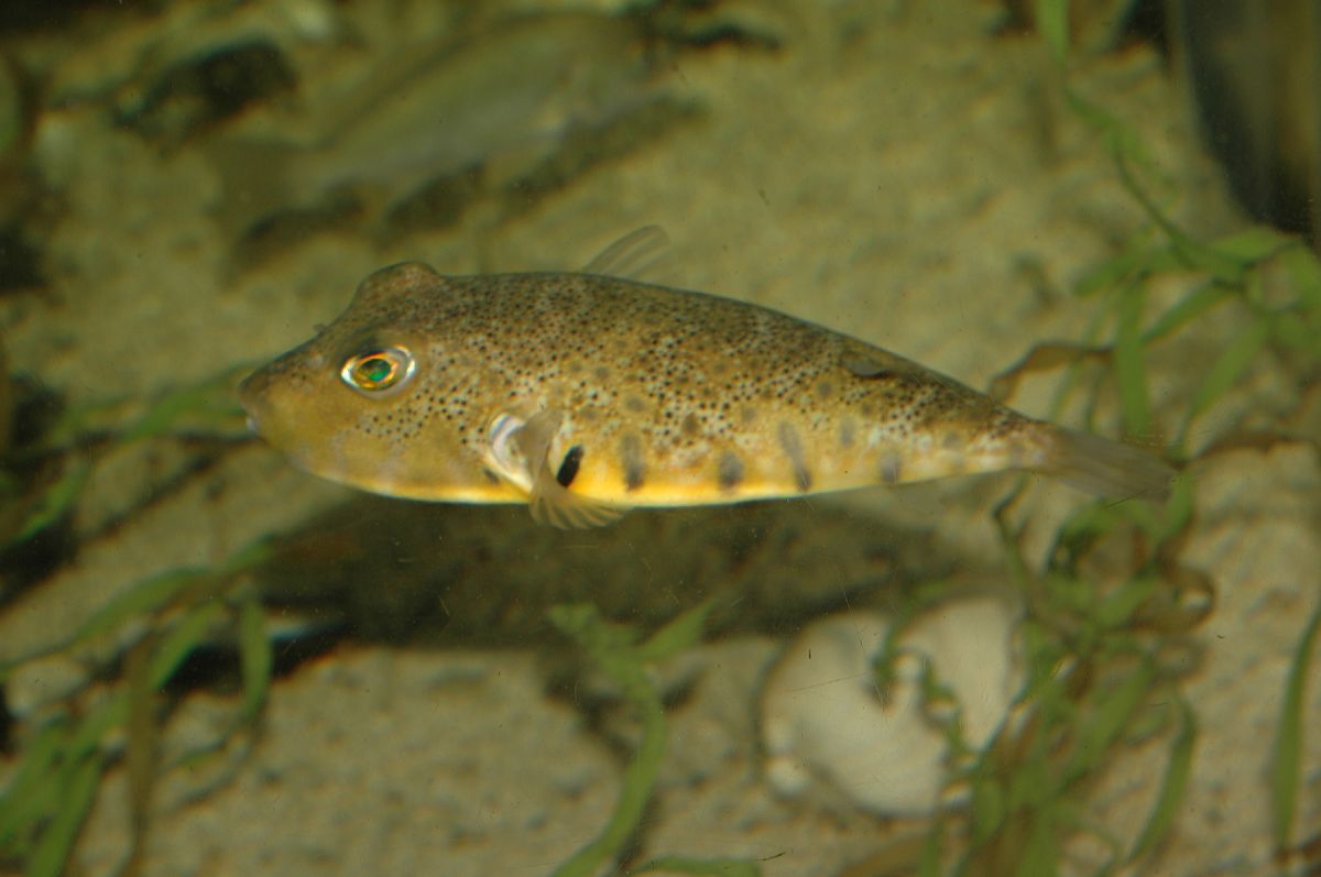 Tetraodontidae Sphoeroides maculatus