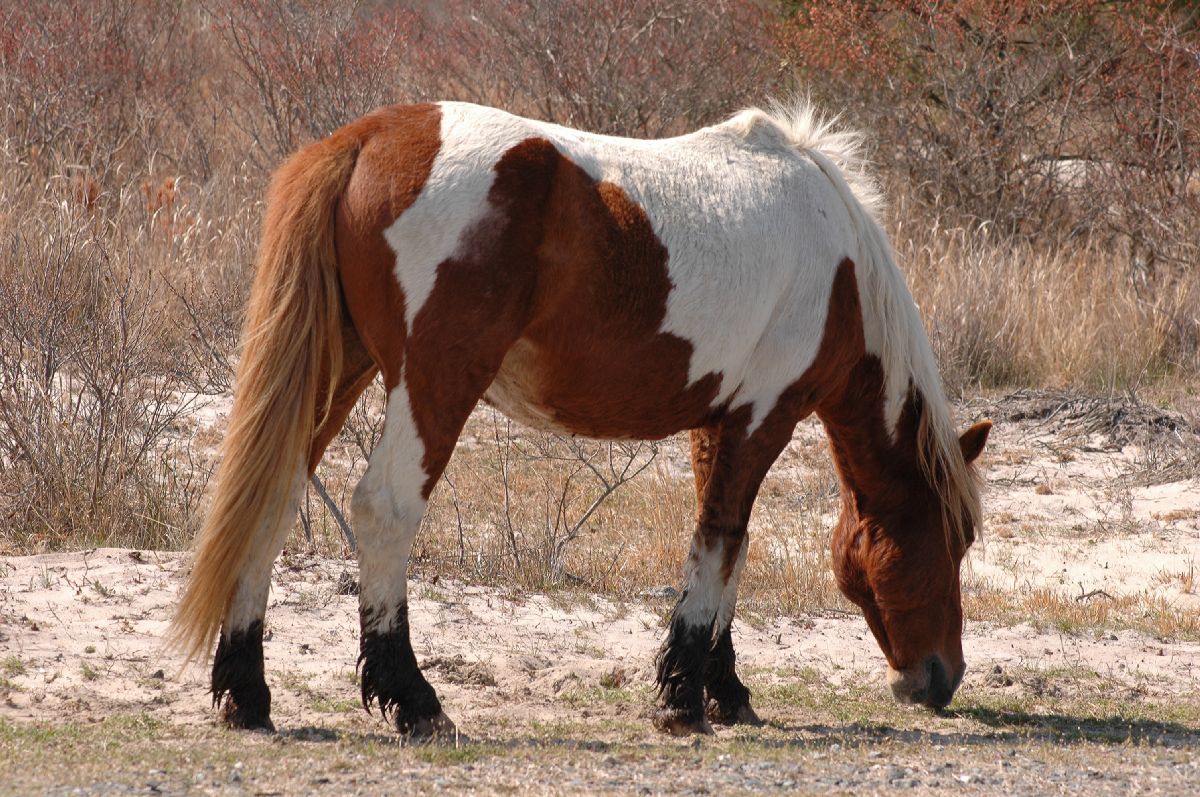 Equidae Equus caballus