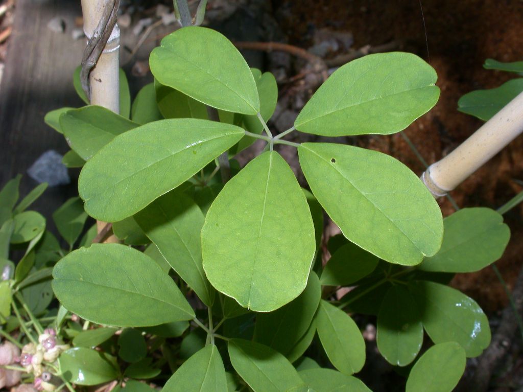 Lardizabalaceae Akebia quinata